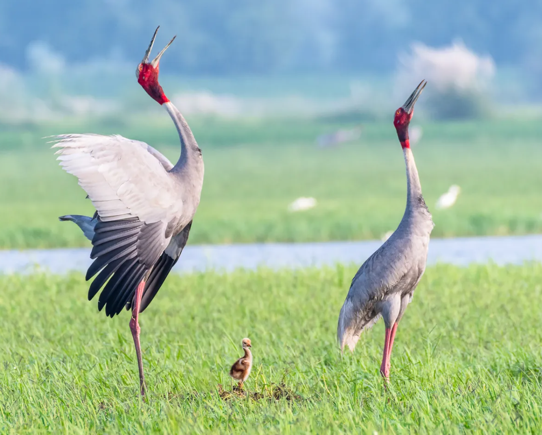 Какая летающая птица самая высокая в мире: посмотрите на эту невероятную красоту